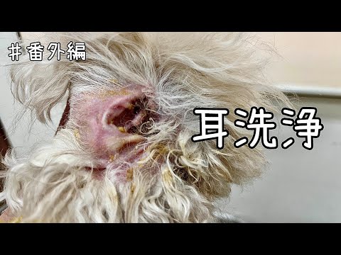 犬の耳掃除の方法