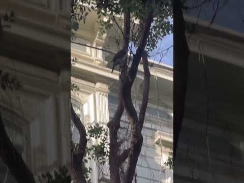 Peregrine falcon in San Francisco