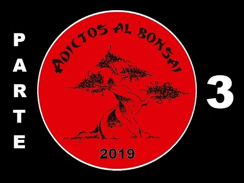 Exposición de BONSAI ADICTOS AL BONSAI 2019-3 /🌳CURSO de Bonsai Para Principiantes 2021✅#mateobonsai