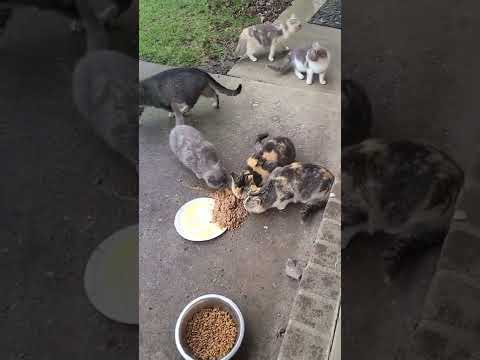 kittens 😸 are full grown now  ( link to  previous video down below )