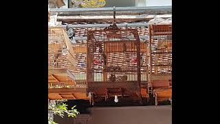 lân quỷ lối đánh lật cầu