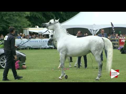 Bruges 2016 - Senior Females INT Ch