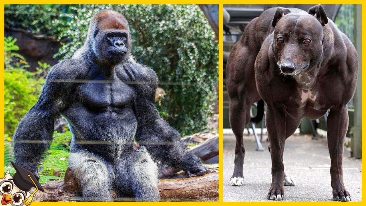 10 Animais mais fortes de sua espécie