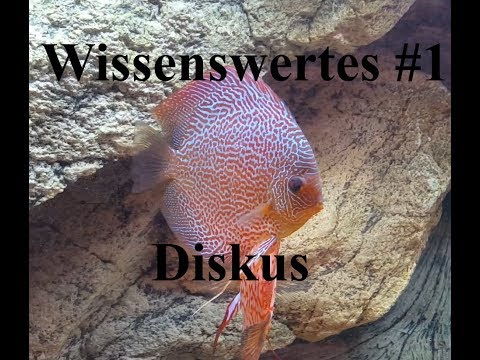 Der Diskus | Wissenswertes #1