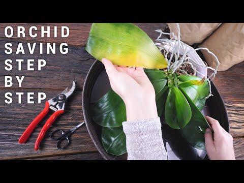 Saving Precious Phalaenopsis | Fixing Red Flags | Dead Stem, Root, Leaf + Keiki Removal | and Update