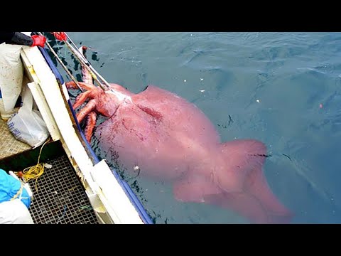 Amazing Giant Squid Cutting and Fishing Skill - Amazing Catch Hundreds Tons of Squid With Trawl Net