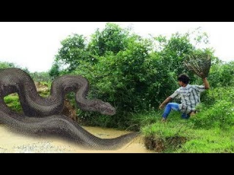 Brave Man Meet & Catch Big Snake While Find Fishes For Food