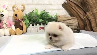 Video preview image #1 Pomeranian Puppy For Sale in SEATTLE, WA, USA