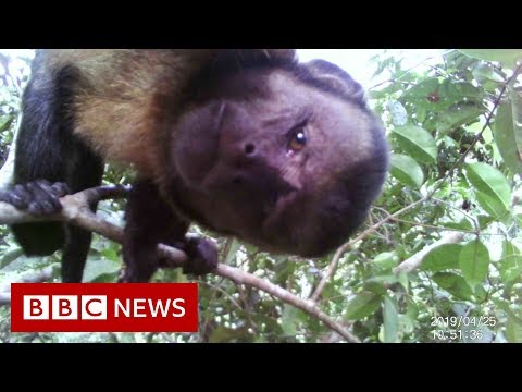 Amazon Deforestation - BBC News