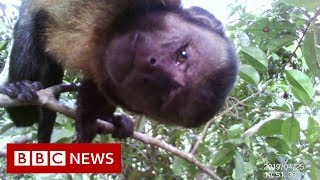 Amazon Deforestation - BBC News