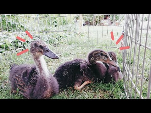 Nové prírastky do našej rodiny 🦆 | 10.5.2018 | PAULA ROSE