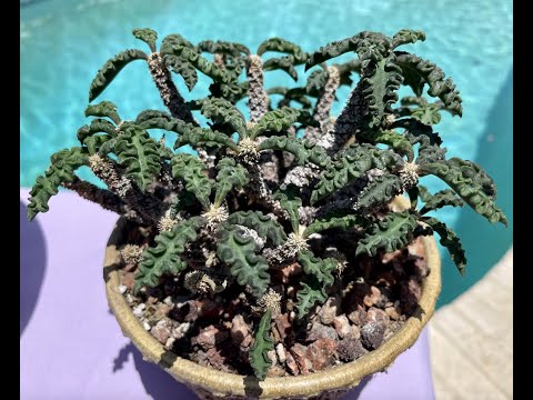 Euphorbia decaryi! Rare species from Madagascar! - Episode 50