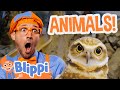 Blippi Feeds And Plays With Animals At The Zoo Blippi Full Episodes