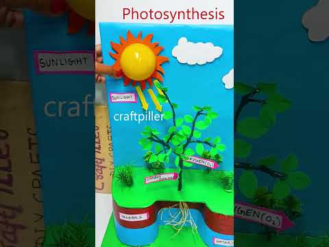 photosynthesis working model for science project exhibition - diy - craftpiller