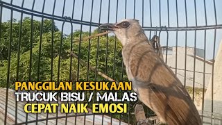 Download lagu Trucuk BETINA memanggil Jantan Suara Birahi Ngecuplik 100% pancingan trucukan gacor agar BUNYI EMOSI mp3
