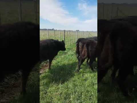 Casnem - 24 terneros/as - Peso aprox. 220 kg  - Chivilcoy,  Buenos Aires