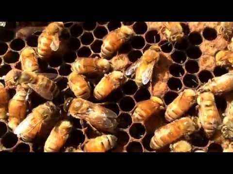 All Hail the Queen Bee!