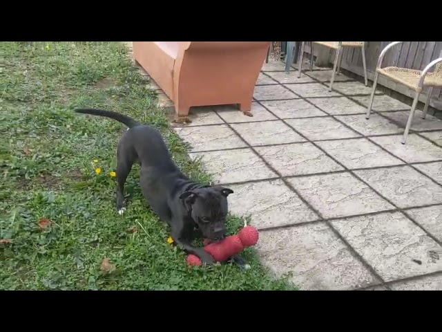 Play video