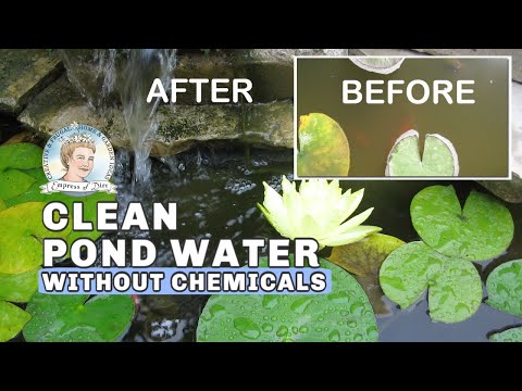 How to Clean Murky Pond Water without Chemicals | Full Version