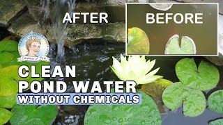 How to Clean Murky Pond Water without Chemicals | Full Version