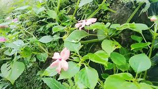 Download lagu ponpes miftahul huda siwatu wonosobo mp3