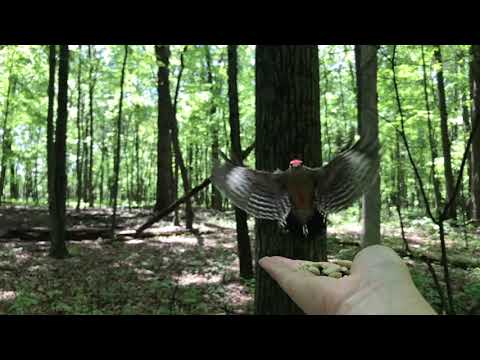 Red-bellied Woodpecker Feeds from Hand