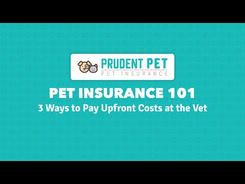 3 Ways to Pay Upfront Costs at the Vet | Prudent Pet