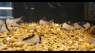 A Few Amazing Fish At "House Of Tropicals"