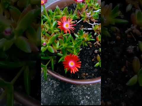 園芸 円筒葉のデロスペルマ