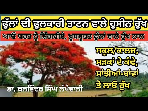 Beautiful Flowering Trees | ਖ਼ੂਬਸੂਰਤ ਫੁੱਲਾਂ ਵਾਲੇ ਰੁੱਖ |  Dr. Balwinder Singh Lakhewali