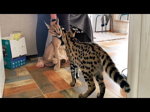 CARACAL MEETS SERVAL / Caracal is shocked by the size of the serval