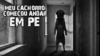 Meu cachorro começou andar EM PÉ!