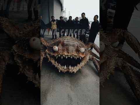 Big Scary Crabs Transformation 😨 🦀 #animaljourney #animals #nanacancer #scary