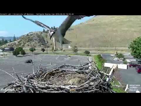 Hellgate Ospreys ~ Weeee! LeLe Works on Her Air Time ~ Iris Looks Very Impressed!! ~ 8/2/18