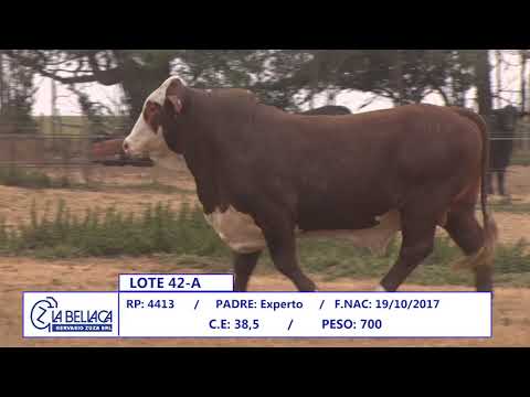 LA BELLACA - TOROS BRAFORD LOTE 42 A