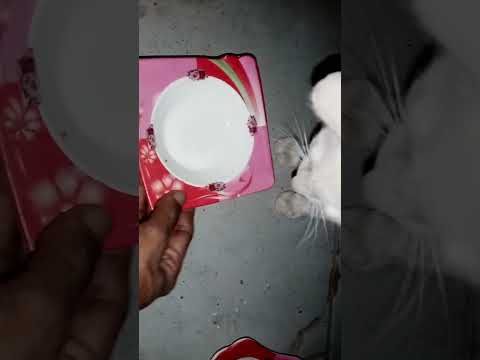 Parveen feeding milk cats and kitten Vlog - By Parveen Azam
