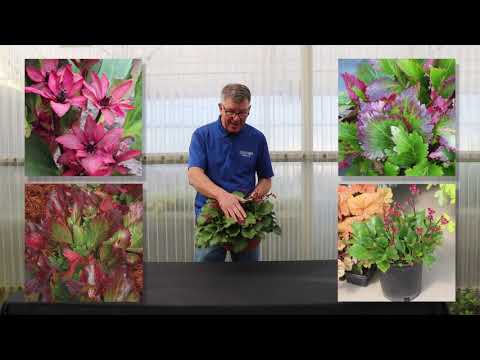 TERRA NOVA® Nurseries, Inc. - Mukgenia NOVA® 'Flame'