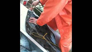 preview picture of video 'Westport Halibut Fishing III'