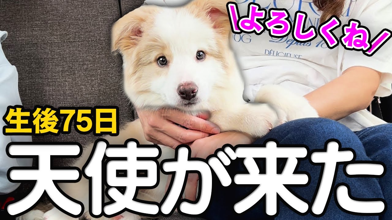 【お迎え初日】生後2か月半のボーダーコリーの子犬をお迎えしました！