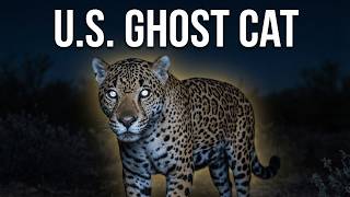 The Truth About Jaguars in The U.S.