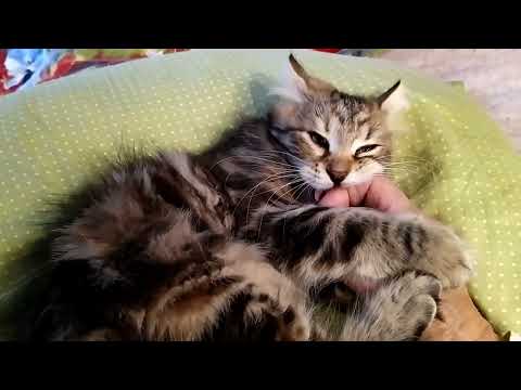 Amurin Aliza 13 weeks 