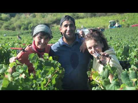 VENDANGES 2022 DOMAINE VINCENT RAPET