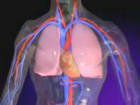 La pression artérielle 100 100 ce que cela signifie Plan de prévention de lhypertension