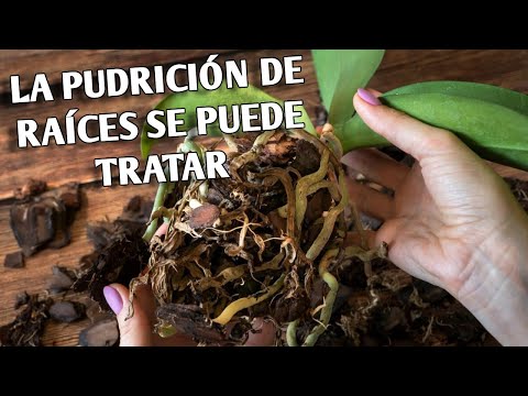 , title : 'La Pudrición de RAÍCES de Orquídeas se PUEDE EVITAR Y TRATAR'