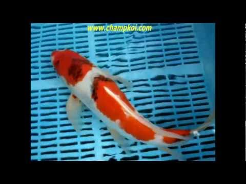 Longfin Showa (12-D-967) - Suda