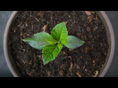 I planted the apple seeds that I ate. Amazing growth rate of apples! ㅣ Timelapse_18 days