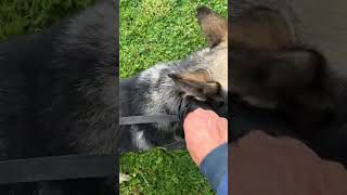 Video preview image #1 German Shepherd Dog Puppy For Sale in Centreville, VA, USA