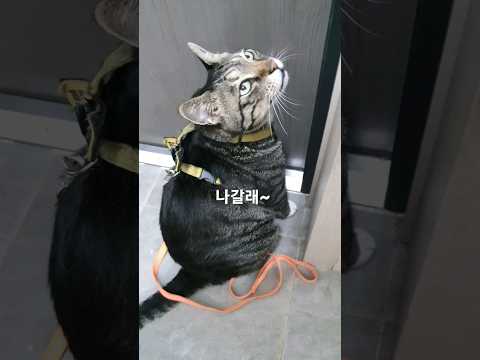 폭우에 집 나간 고양이 반응?(4탄)드디어 우중산책 떠나는데..