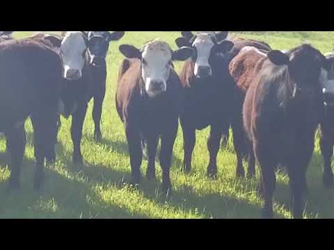 Cattle Range Listing 804C389-301