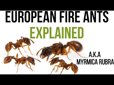 Everything you should know about European fire ants (Myrmica rubra)